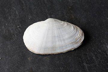 Image showing Seashells