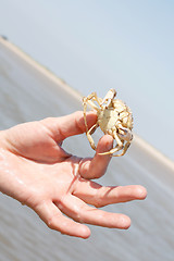 Image showing Crab