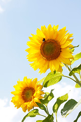 Image showing Sunflowers