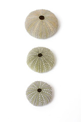 Image showing Fossilized sea urchins