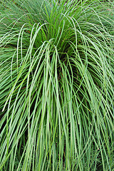 Image showing Grass tussock