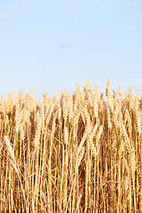 Image showing Corn field