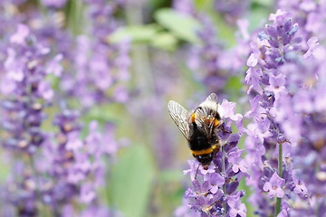 Image showing Bumblebee