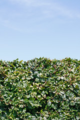 Image showing Hedge