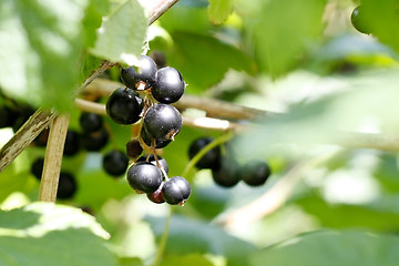 Image showing Blackcurrant