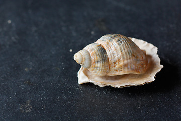 Image showing Seashells