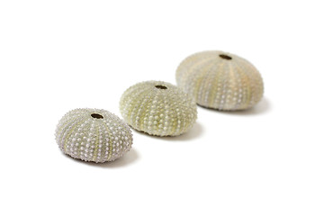 Image showing Fossilized sea urchins