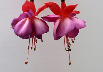 Image showing Fuchsia