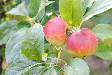 Image showing Apples