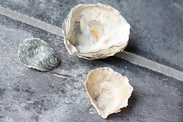 Image showing Seashells