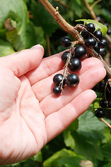 Image showing Blackcurrant