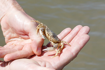 Image showing Crab