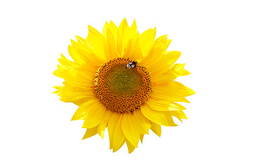 Image showing Isolated sunflower