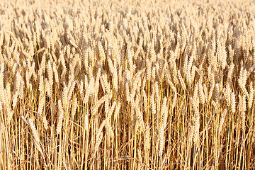 Image showing Corn field