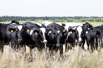 Image showing Cows