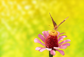 Image showing Flower and butterfly
