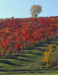 Image showing Vine yard in the autumn