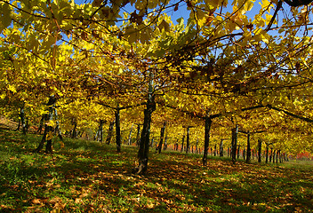 Image showing Vine yard in autumn