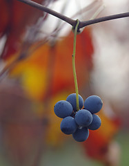 Image showing Lambrusco grapes