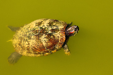 Image showing Turtle swimming.