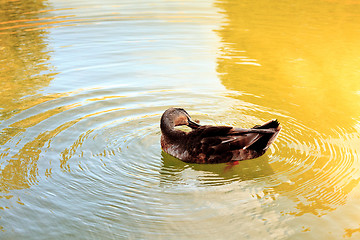 Image showing Wild duck in the water.