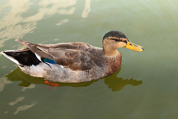 Image showing Wild duck in the water.