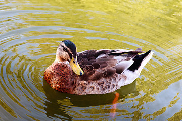 Image showing Wild duck in the water.