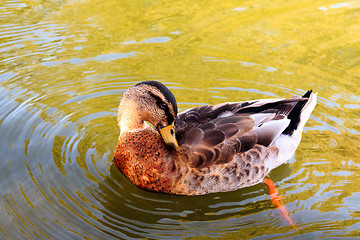 Image showing Wild duck in the water.