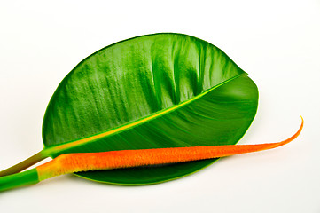 Image showing Rubber tree leaf. Macro.