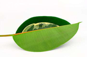 Image showing Three rubber tree leaves.