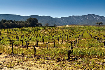 Image showing Vineyards in the foothills.