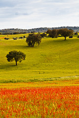 Image showing Greenfield at the beginning of spring.