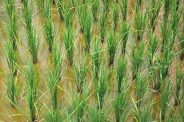 Image showing Rice paddy