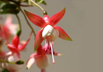Image showing Fuchsia