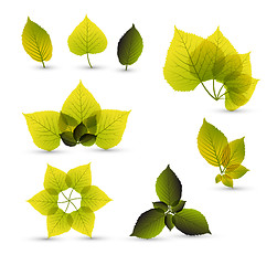 Image showing Fresh abstract leaf elements
