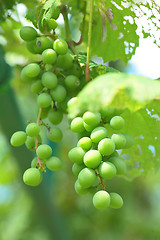 Image showing organic green grape