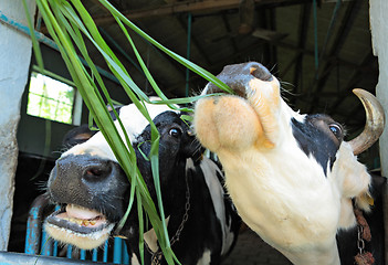 Image showing feeding cow