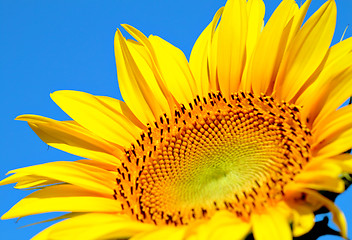 Image showing sun flower close up