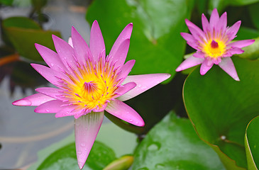 Image showing lotus flower