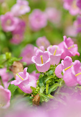 Image showing pink flowers in spring time