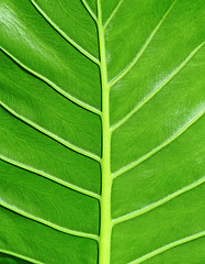 Image showing leaf texture