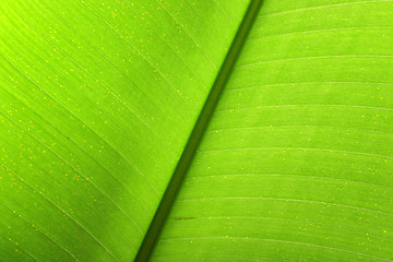 Image showing leaf close up
