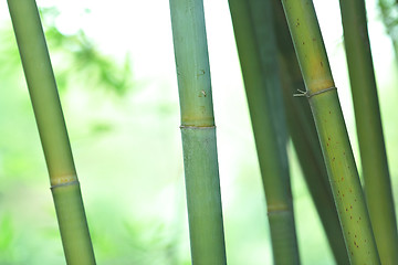 Image showing bamboo