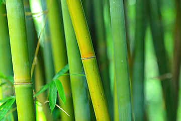 Image showing bamboo