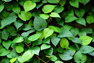 Image showing leaf background