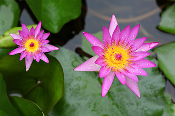 Image showing lotus flower