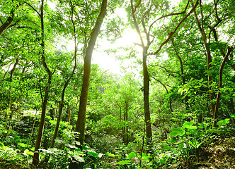 Image showing sunbeam shine through green forest