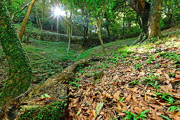 Image showing sunbeam shine through green forest