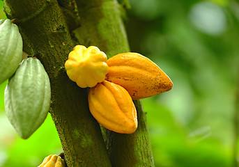 Image showing Cocoa pods