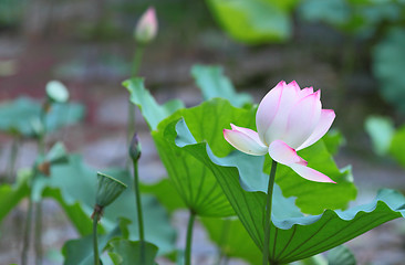 Image showing lotus flower